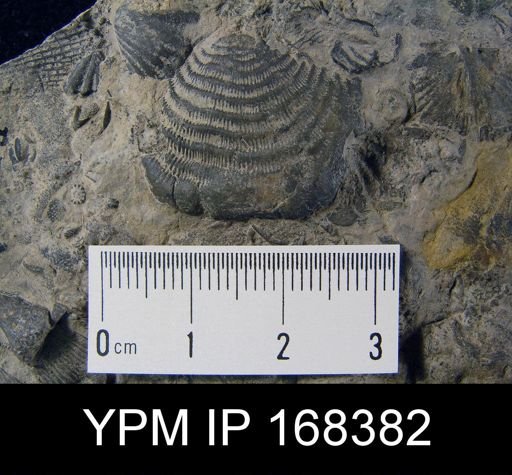 Leptaena rhomboidalis