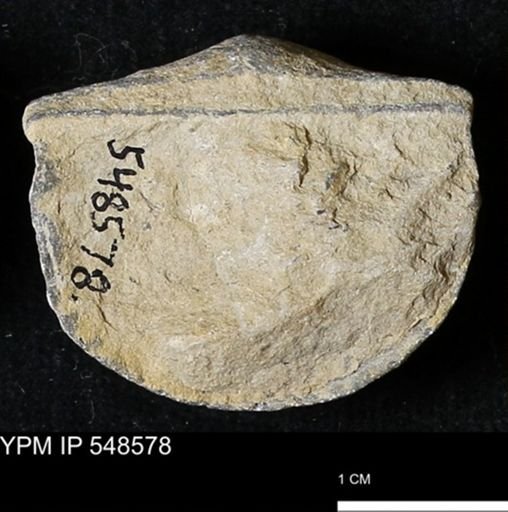 Stropheodonta inflexa?