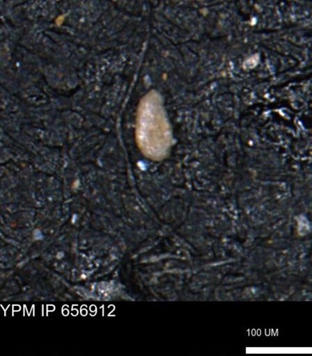 Miliammina inflata