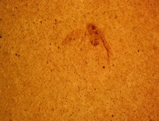 undet. Hexapoda