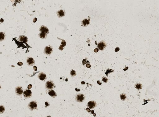 Brachionus sericus