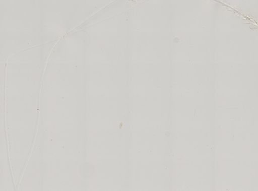Paramecium