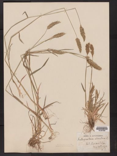Anthoxanthum odoratum