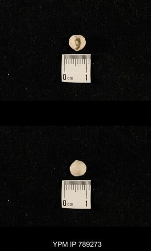undet. Brachiopoda