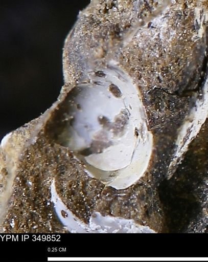 undet. Bivalvia