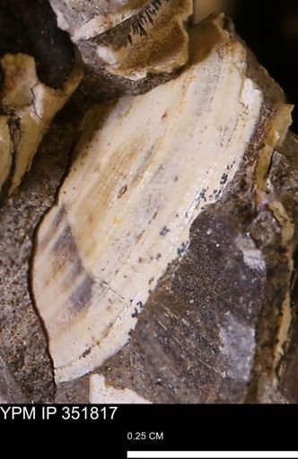 Limopsis striatopunctatus