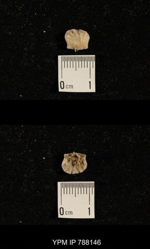 Brachiopoda