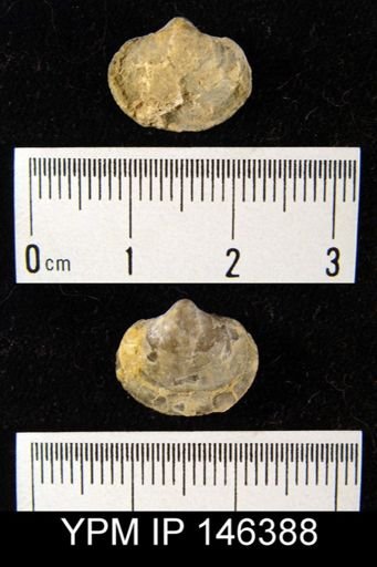 Cleiothyridina orbicularis?