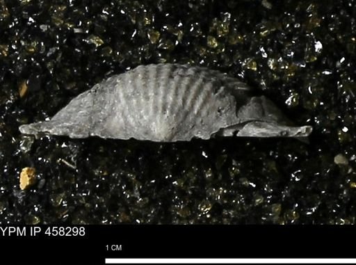 Chonetes mucronatus