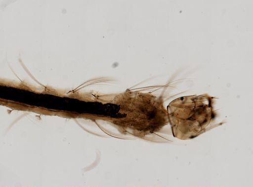 Anopheles