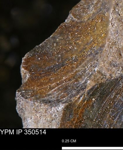 Limopsis striatopunctatus