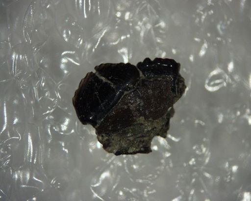 Ectypodus?