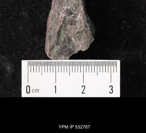 Tricrepicephalus sp.