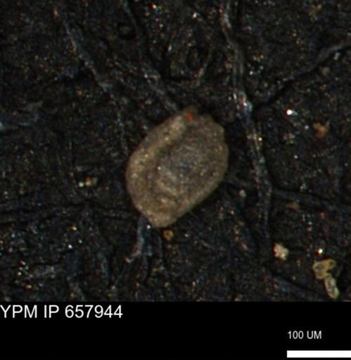 Spirolocammina subcircularis