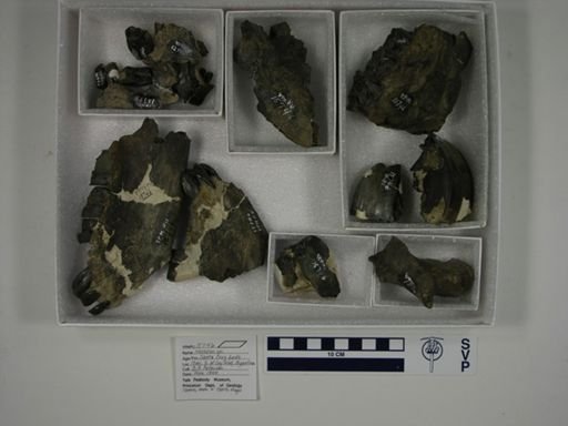 Nesodon sp.