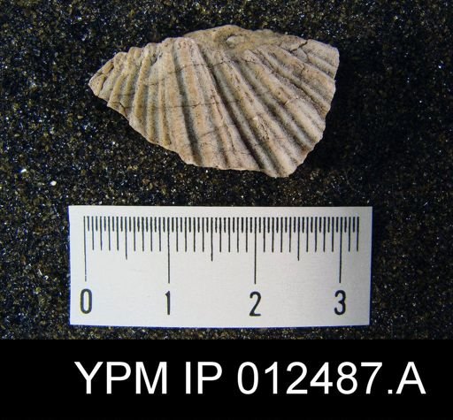Neospirifer pseudocameratus