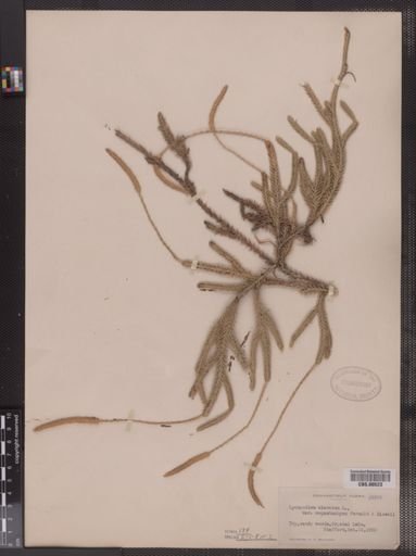 Lycopodium lagopus