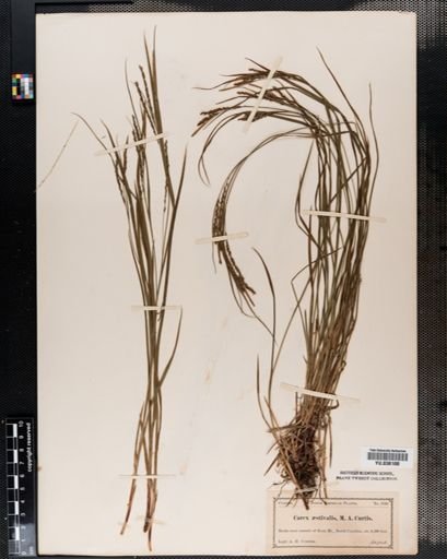 Carex aestivalis