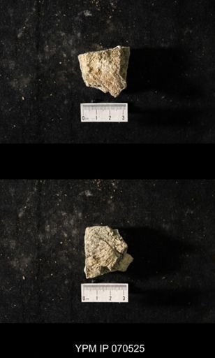 Favosites louisvillensis