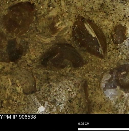 Corbulamella?