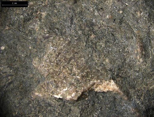 Aplocoma damesii