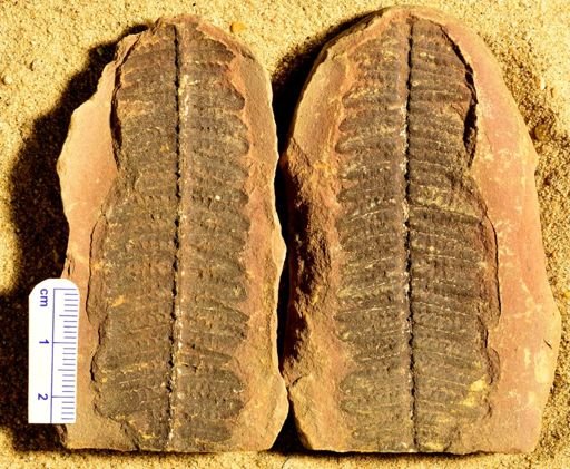 Pecopteris
