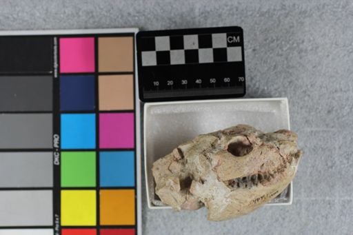 Leptauchenia