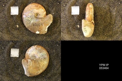 Hoploscaphites nicolletii