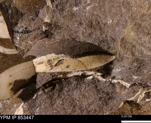 Limopsis striatopunctatus