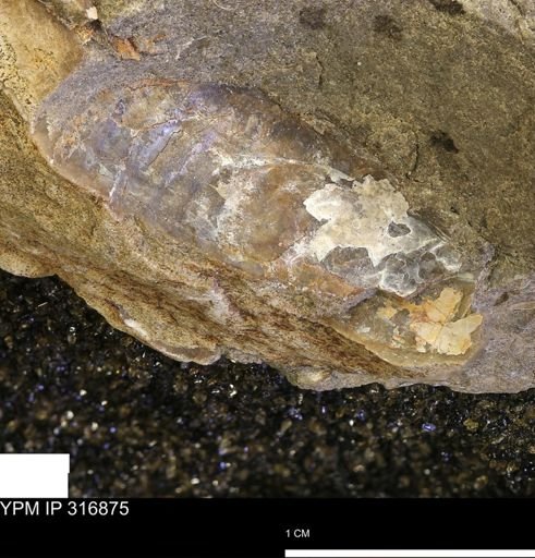 Phelopteria