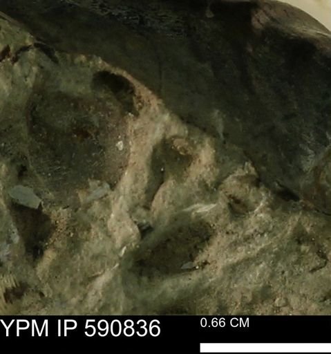 undet. Bivalvia