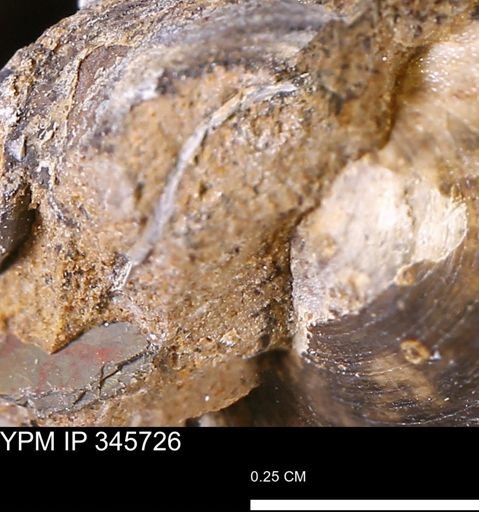 undet. Mollusca