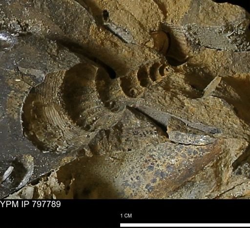 undet. Gastropoda