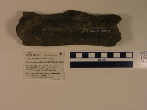 Hadrosauridae