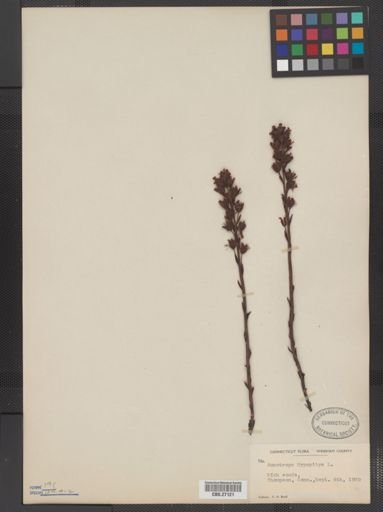 Monotropa hypopithys