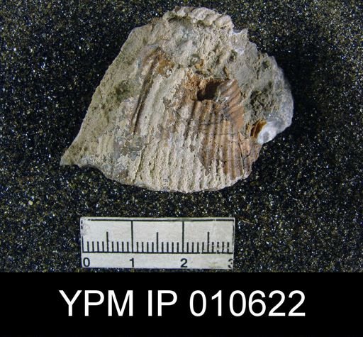 Productus ivesi