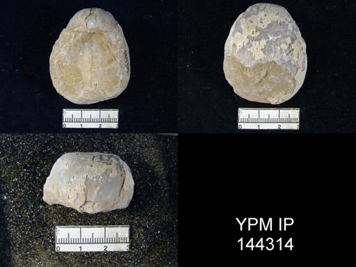 Productus (Linoproductus) sp.