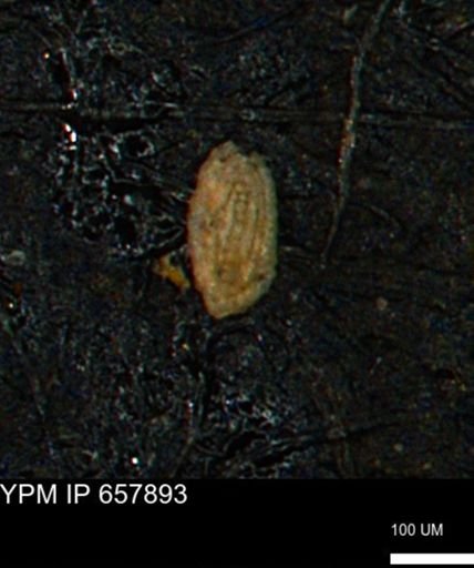 Spirolocammina planula