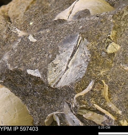 Limopsis striatopunctatus