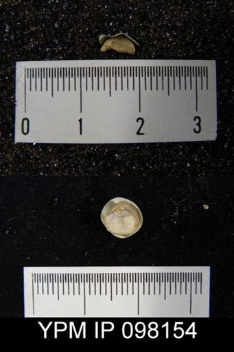 Strophonella ganti