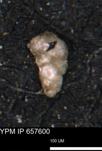 Verneuilinoides hectori