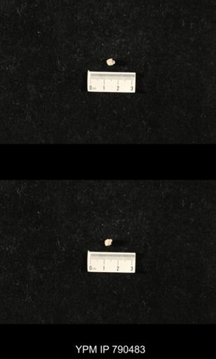 taxon undetermined
