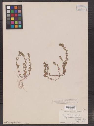 Veronica arvensis