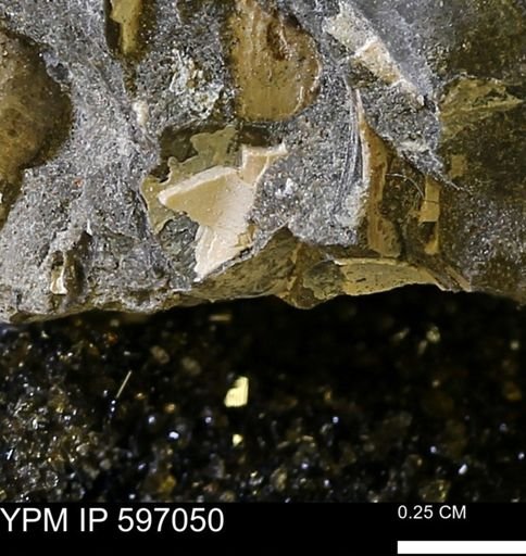 undet. Bivalvia