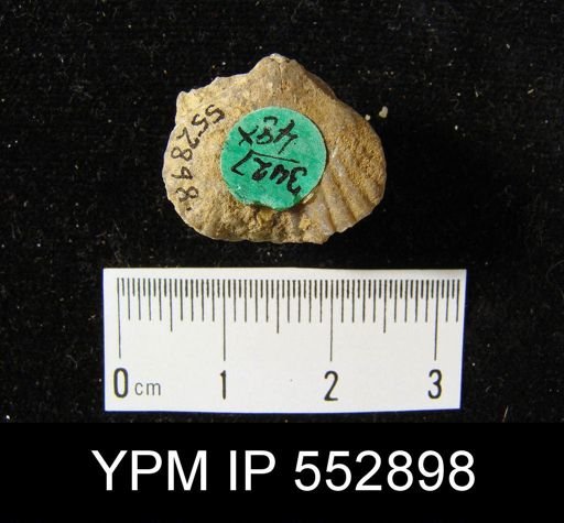 Rhynchopora sp.