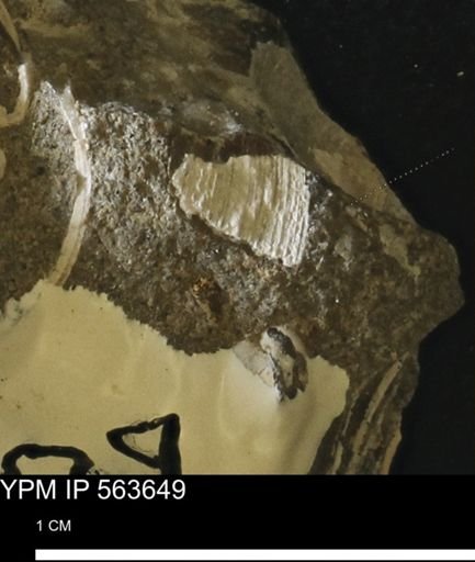 Limopsis striatopunctatus