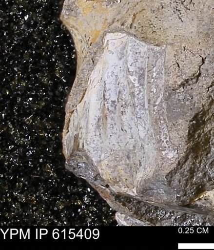 undet. Mollusca