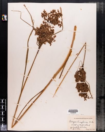 Scirpus rubricosus