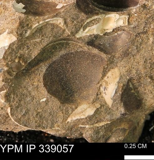undet. Bivalvia