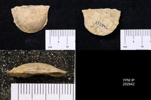 Oepikina septata